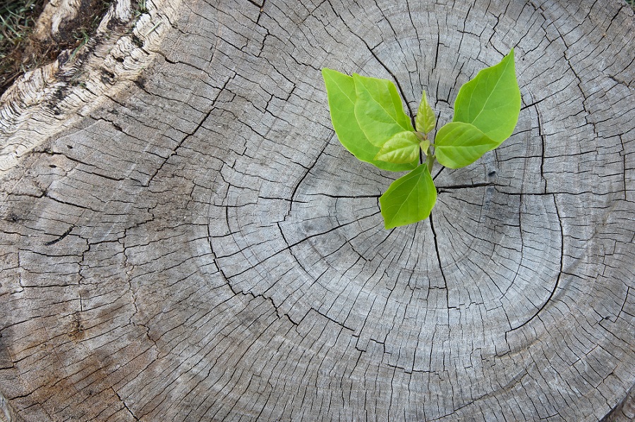 Sustainab