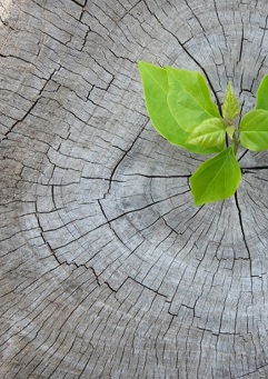 Sustainab
